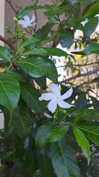 Close-up of beautiful white Jasminum sambac (Arabian Jasmine) flowers swaying gently in the wind. This aesthetic outdoor footage captures the delicate white blossoms and green leaves in a garden set.