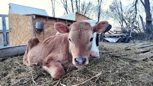 Low angle close-up of a young Jersey calf chewing cud. Visible jaw movement and teeth while the animal calmly ruminates. Bare trees and rustic farm elements in the background.