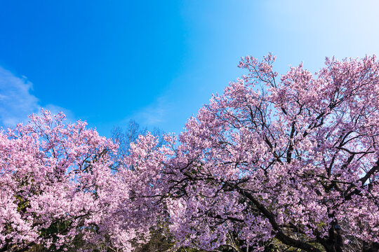 (自然ｰ花)さくらと青空３