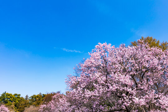 (自然ｰ花)さくらと青空１