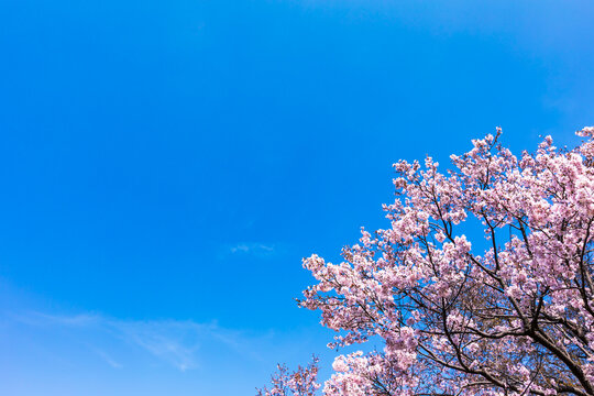 (自然ｰ花)さくらと青空２