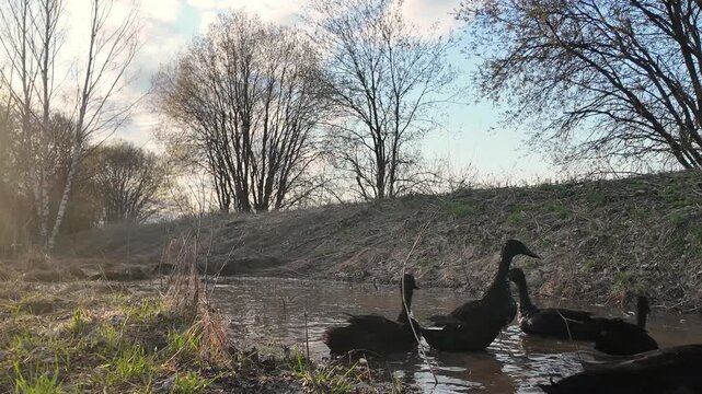 Group of Indian runner ducks moving through shallow water toward camera, then stopping and interacting, quacking and wagging tails. Natural farm environment, early spring landscape. Concept of rural
