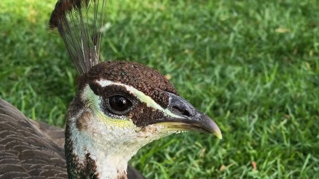 Close-up portrait of a female peafowl with delicate brown plumage and crest, resting on green grass in natural sunlight