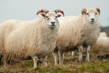 Fototapeta premium Close up of Icelandic sheep with curved horns standing in grassy field rural farm animal in Iceland