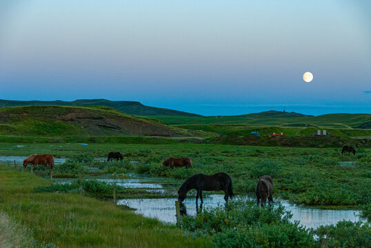Icelandic horses grazing in peaceful countryside landscape under full moon in Iceland rural summer evening