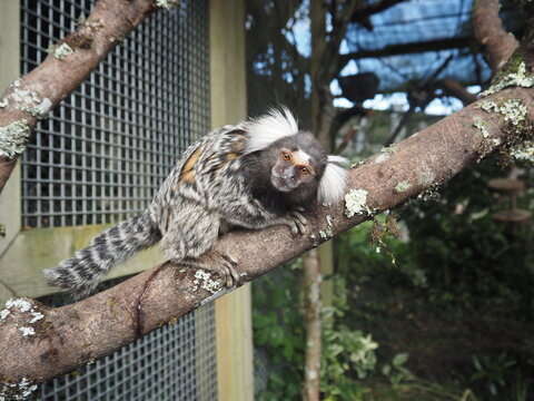 Captive marmoset sitting on branch
