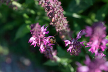 Fototapeta premium European Wool Carder Bee Pollinating Salvia ‘Rose Marvel’ Macro