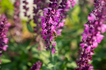 Obraz premium European Wool Carder Bee Pollinating Salvia ‘Rose Marvel’ Macro