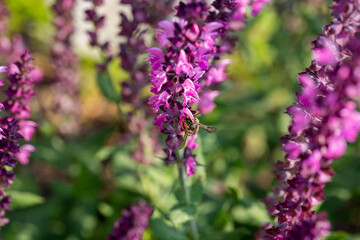 Obraz premium European Wool Carder Bee Pollinating Salvia ‘Rose Marvel’ Macro
