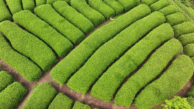 Aerial view of terraced tea plantations with lush green tea bushes arranged in orderly curved rows