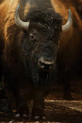 American Bison (Bison bison) great and noble male goes out of respect for him © Sangur