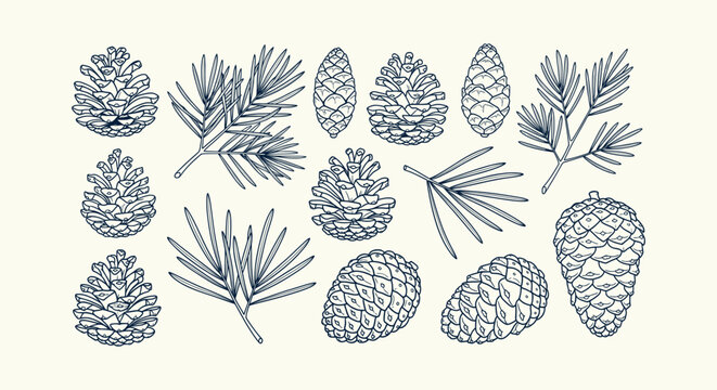 Set of hand-drawn pine cones and evergreen branches botanical line art vector illustration elements.