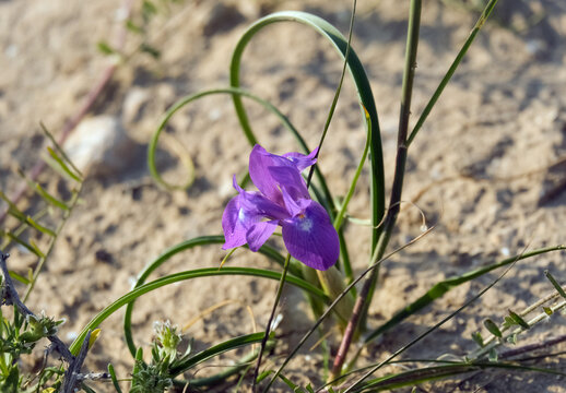 Morea Barbary nut (lat. Moraea sisyrinchium) in the desert