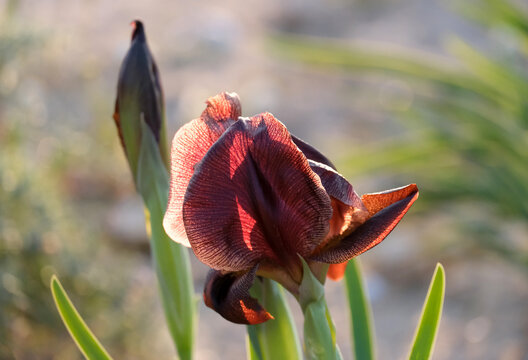 Iris purple (lat. - Iris atrofusca), endemic in the Israel
