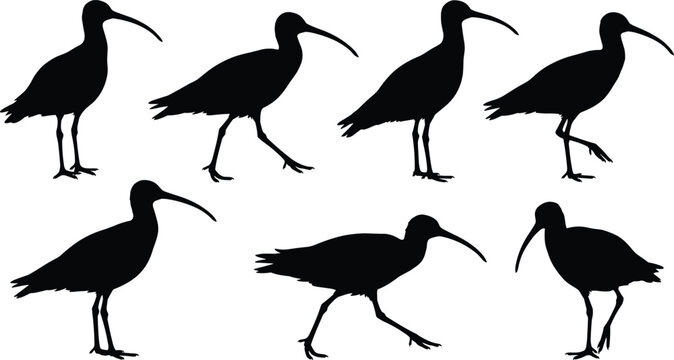 Wading bird silhouette vector illustration set, shorebird icons with curved beaks and long legs representing wildlife, nature and wetland theme - flat vector illustration