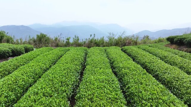 Terraced tea garden with lush green rows and layered distant mountains in serene rural landscape