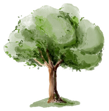 Watercolor green tree illustration. Natural hand painted botanical design.