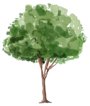 Watercolor green tree illustration. Natural hand painted botanical design.