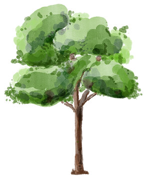 Watercolor green tree illustration. Natural hand painted botanical design.