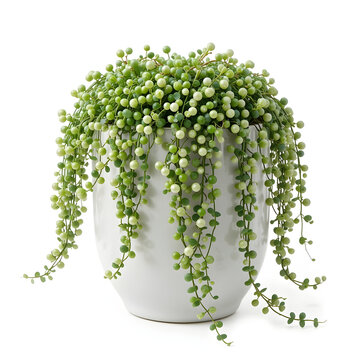 String of Pearls Plant in Icon White Pot image (505