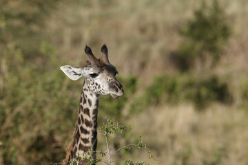 A Masai Giraffe reaches for high acacia leaves in Tarangire National Park, Tanzania, showcasing its height against a vast, cloud-filled savanna sky. © Nove