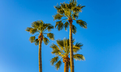 Obraz premium Three palm trees against the blue sky, Nice, France