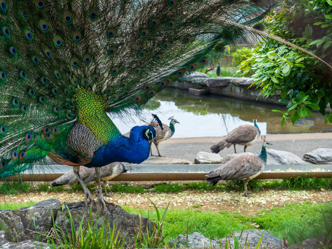A male peacock in a majestic side profile with open tail feathers. Several peahens are visible in the background by a pond, showing natural bird behavior in a garden.