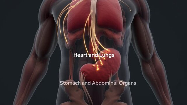Human anatomy of vagus nerves and brainstem with heart lungs and abdominal organs