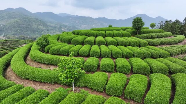 Terraced tea plantation with layered green vegetation and mountainous landscape scenery