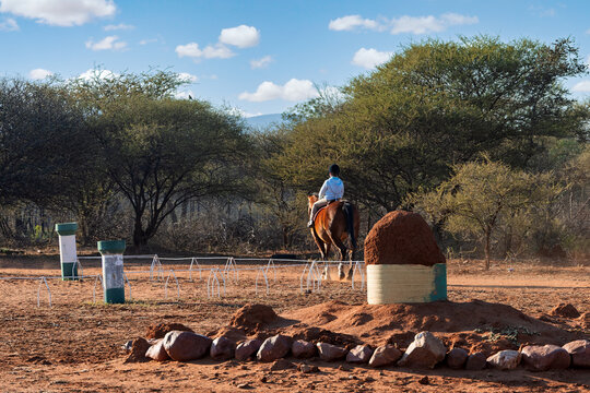 Young Girl Learning to Ride a Bay Horse in Outdoor Arena childhood development and equestrian training