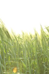 Fototapeta premium Many wheat spikes growing in field outdoors on sunny day, closeup