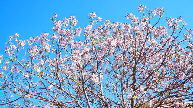Paulownia genus hardwood trees in family Paulowniaceae, order Lamiales native to east Asia and are widespread across China. Pavlovnia but now spelled Paulownia, princess tree. Pink flowers. Blue sky