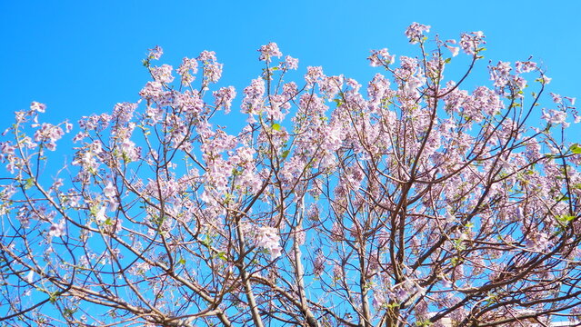 Paulownia genus hardwood trees in family Paulowniaceae, order Lamiales native to east Asia and are widespread across China. Pavlovnia but now spelled Paulownia, princess tree. Pink flowers. Blue sky