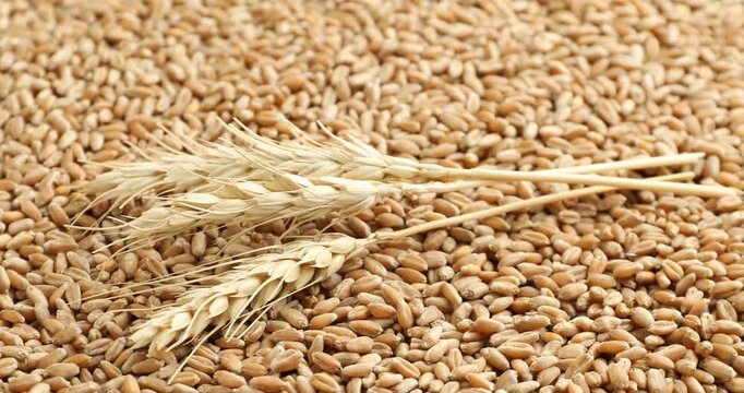 Pile of dry wheat grains and spikelets as background, closeup