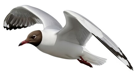Obraz premium Graceful Seagull Soaring Through the Sky with Wings Spread Wide.