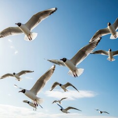 Obraz premium Graceful Seagulls Soaring High Above the Azure Sky.