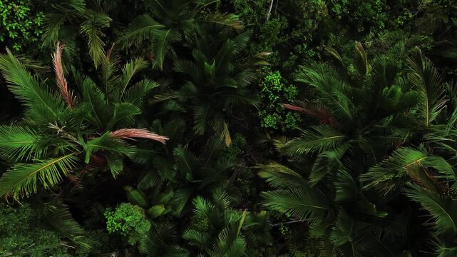 Drone views of siberut island, mentawai, Sumatra, Indonesia