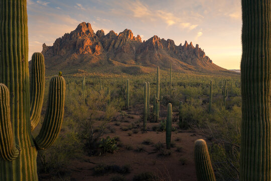 Aerial view of Ironwood Forest National Monument with saguaro cacti and rugged mountain peaks under a golden sunset sky Tucson, Arizona, United States.