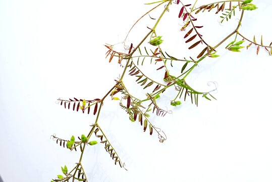 Vicia hirsuta (Hairy tare). Fabaceae biennial vine. It bears white and purple flowers in spring and has a hairy legume.