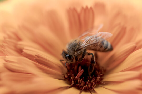 キンセンカの花の中心で蜜を集めるミツバチの接写 自然の受粉シーン
