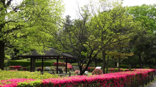 日本の公園の春の風景 鮮やかなツツジの生け垣と新緑の木々が揺れる東屋のある庭園