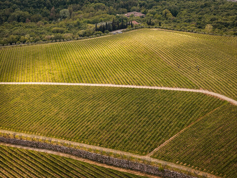 Aerial view of lush green vineyards with neat rows of vines, a dirt path, and a stone wall in San Giorgio di Valpolicella, Veneto, Italy.