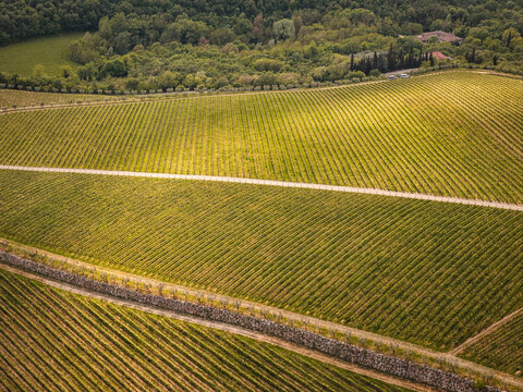 Aerial view of lush green vineyards in neat rows with a stone wall and dense forest in the background San Giorgio di Valpolicella, Veneto, Italy.