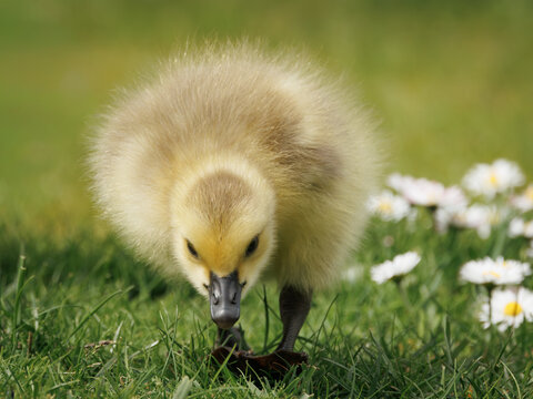 Fluffy Canada Goose Gosling Foraging in Green Grass Near White Daisies on a Sunny Spring Day