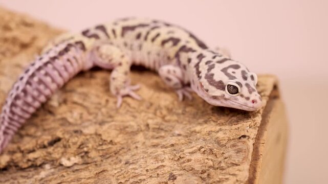 Eublepharis macularius leopard gecko walking on wooden branch in studio setting showing beautiful spotted skin patterns.