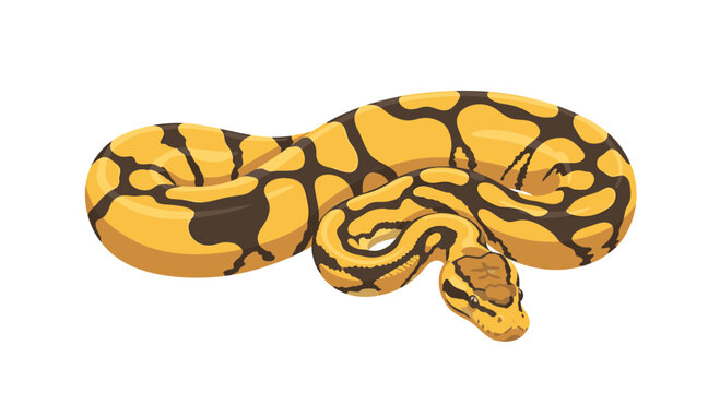 Ball Python Snake Illustration, Reptile Animal, Isolated on White Background