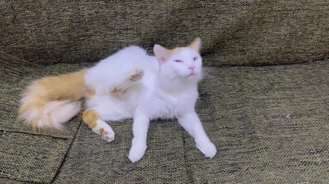 Funny White and Ginger Cat Scratching Itself on Sofa