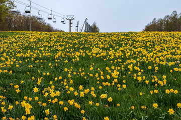 Fototapeta premium 早春に咲く黄色い水仙