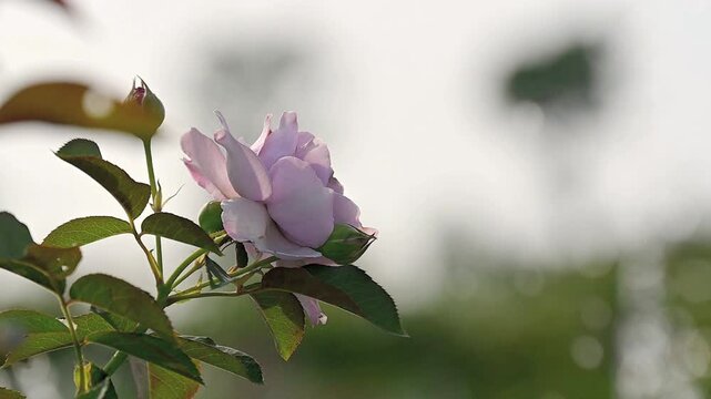 Purple pink rose flower on a branch moving gently with the wind, soft green bokeh background with water drops from fountain, peaceful and romantic garden scene in slow motion with copy space