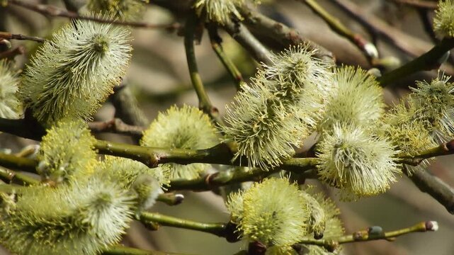 【4K】早春の深山に咲くバッコヤナギ：多数の花穂と青空のコントラスト。青森の自然風景素材　[4K] Bakko Willow (Salix bakko) with Numerous Catkins in Early Spring: Nature Footage in Aomori, Japan 撮影日：20260414-2